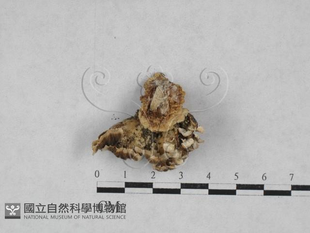 雲芝藏品圖，第3張