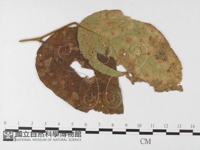 登錄號:F0026243藏品圖，第1張