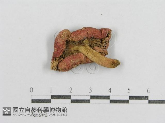 紅菇屬藏品圖，第3張