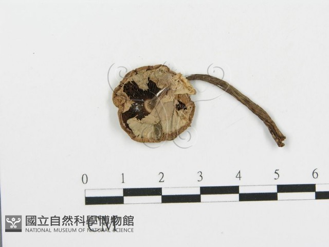 細鱗蘑菇藏品圖，第3張