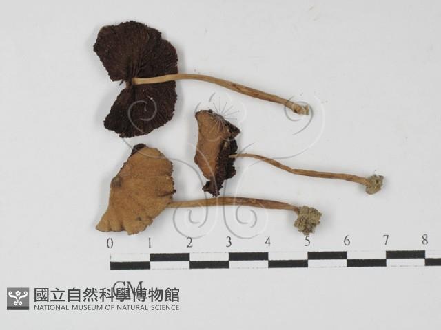 登錄號:F0027243藏品圖，第3張