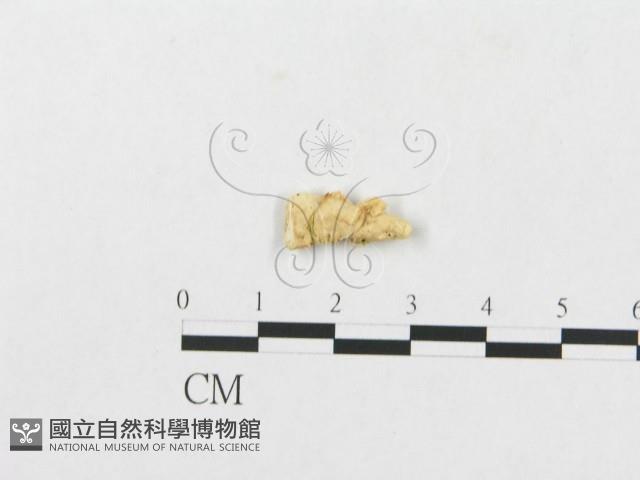 登錄號:F0007243藏品圖，第3張