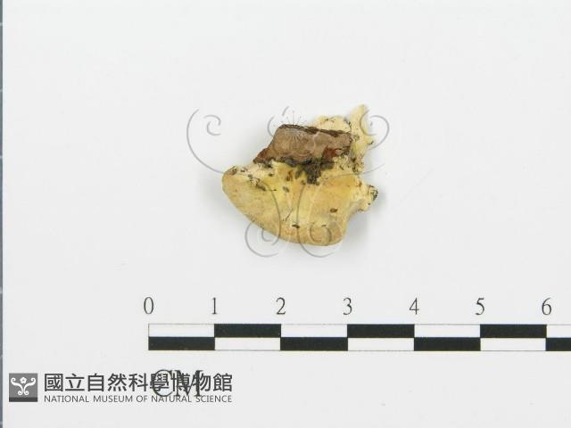 煙管菌藏品圖，第1張