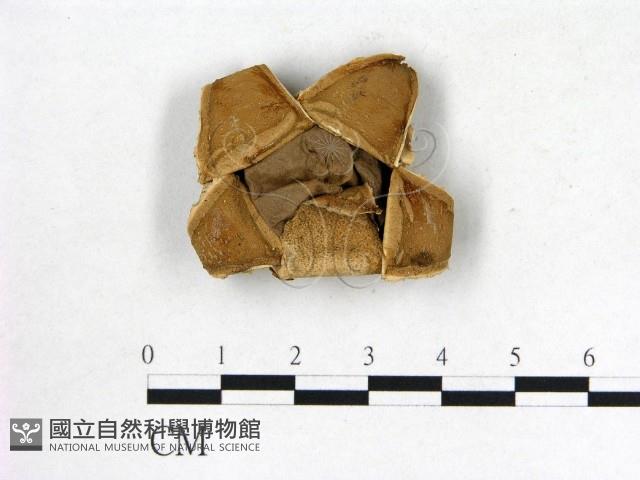 登錄號:F0005243藏品圖，第3張