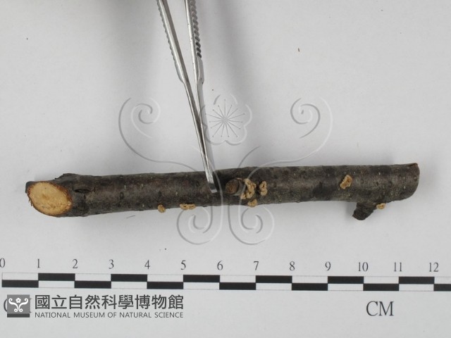 登錄號:F0015243藏品圖，第3張
