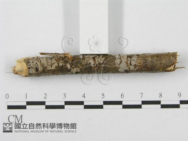 筍殼菌屬藏品圖，第3張