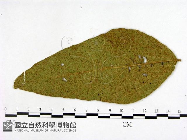 登錄號:F0019243藏品圖，第3張