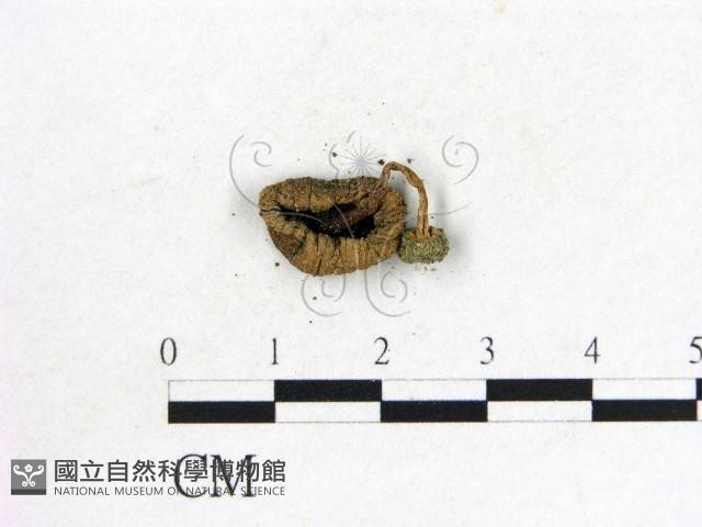 鬼傘屬藏品圖，第1張