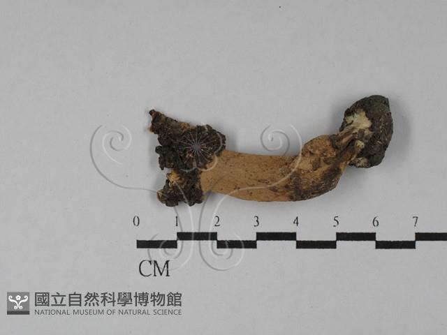 登錄號:F0028843藏品圖，第3張