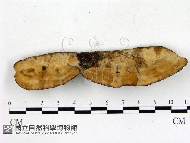 登錄號:F0018843藏品圖，第3張