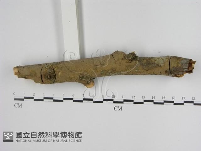 刺革菌屬藏品圖，第3張