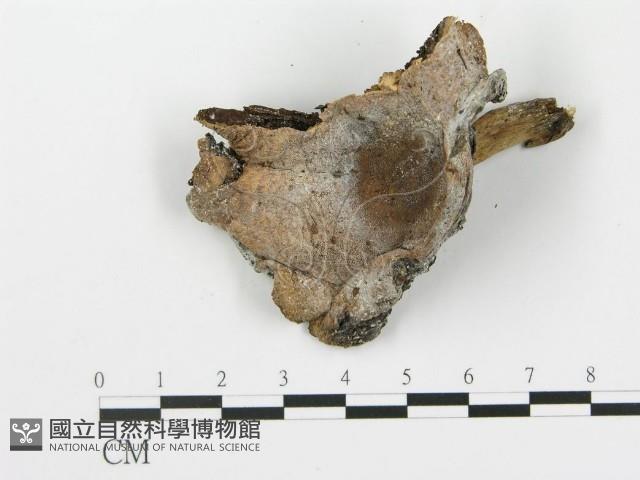 登錄號:F0010843藏品圖，第3張