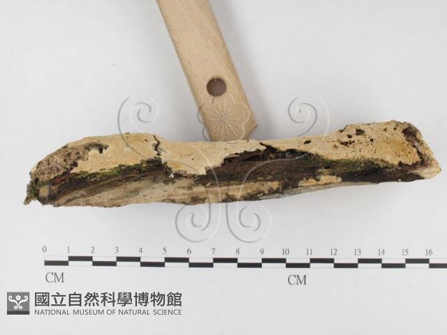 登錄號:F0026843藏品圖，第3張