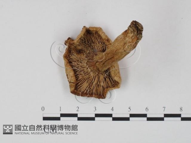 乳菇屬藏品圖，第3張