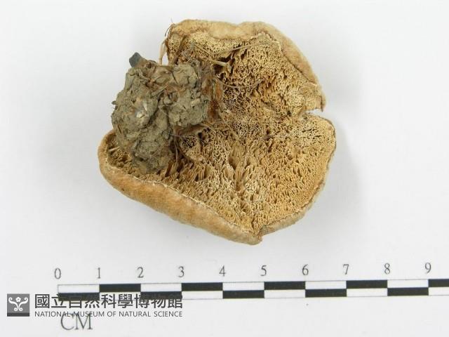 登錄號:F0001843藏品圖，第3張