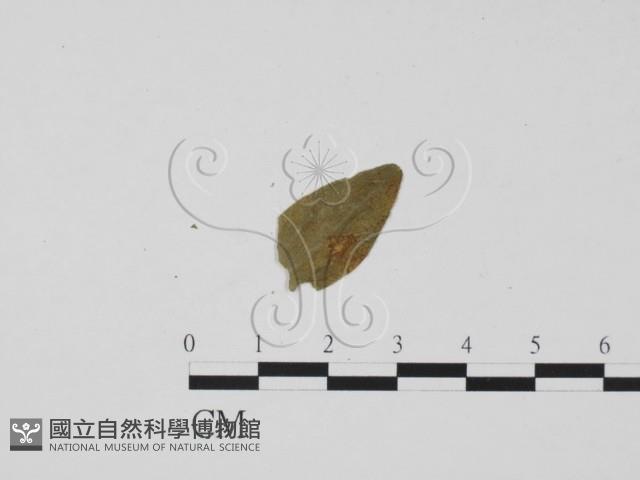 登錄號:F0011843藏品圖，第3張