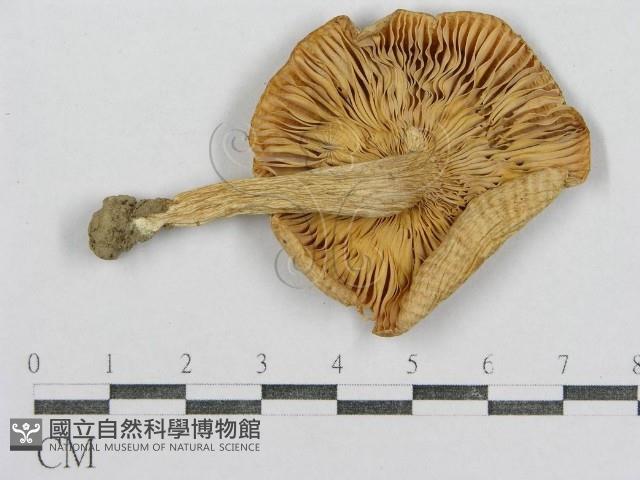 紅菇屬藏品圖，第3張