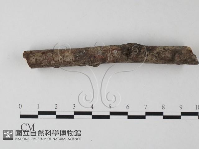 筍殼菌屬藏品圖，第3張