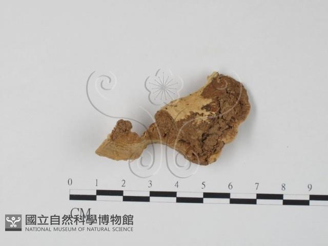 栓菌屬藏品圖，第3張