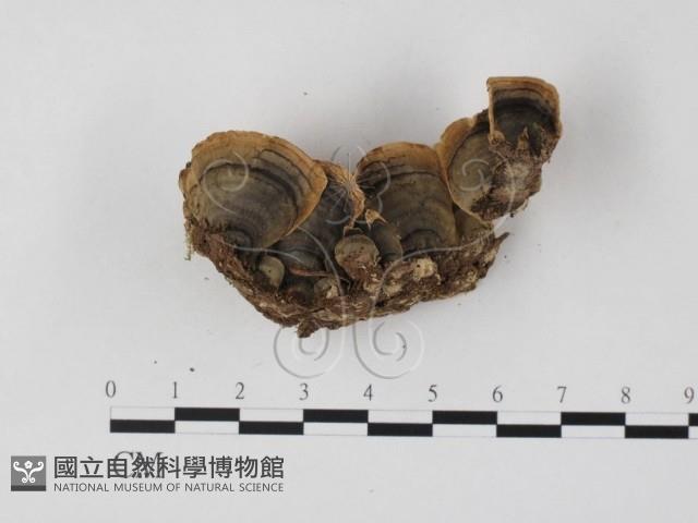 雲芝藏品圖，第3張