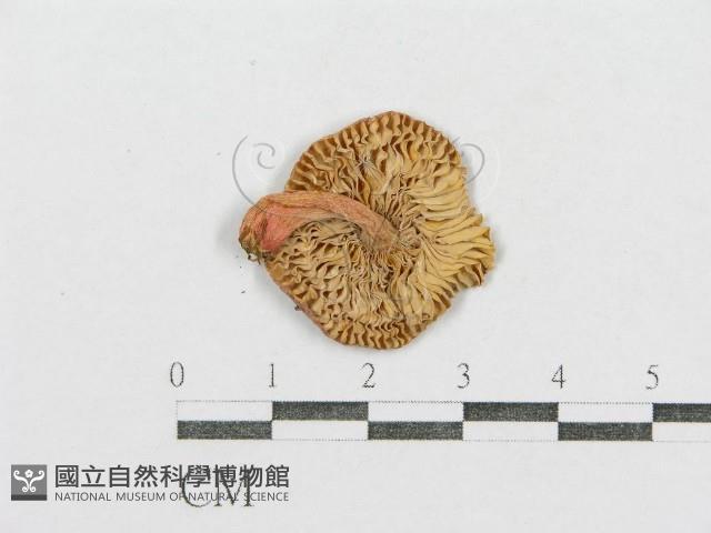紅菇屬藏品圖，第3張