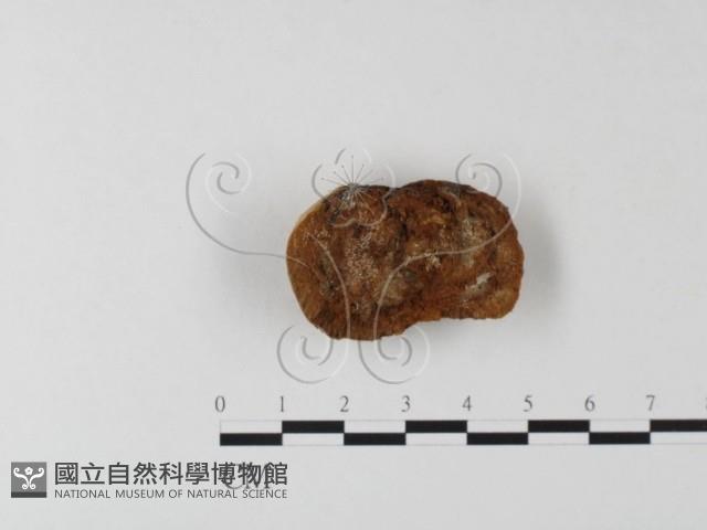 木層孔菌屬藏品圖，第3張