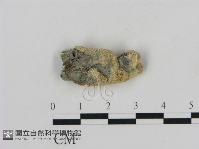 登錄號:F0013843藏品圖，第3張