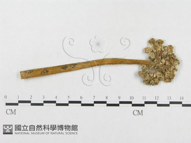 登錄號:F0018943藏品圖，第1張