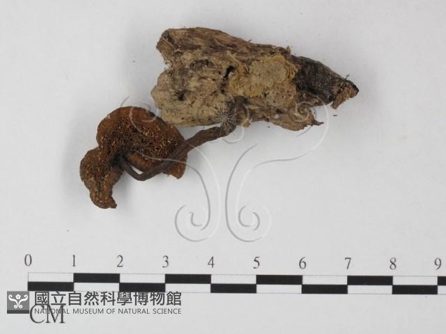 登錄號:F0010943藏品圖，第3張