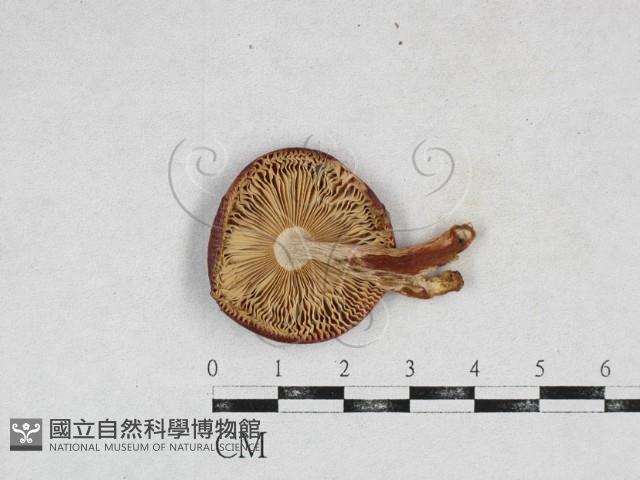 登錄號:F0026943藏品圖，第3張