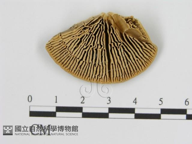 登錄號:F0006943藏品圖，第3張