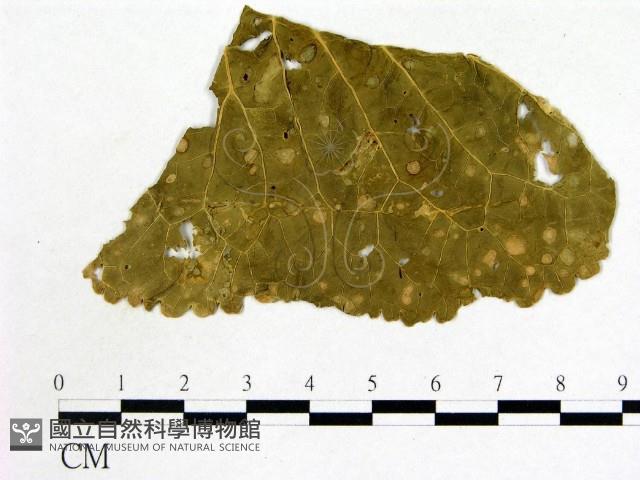 登錄號:F0011943藏品圖，第3張