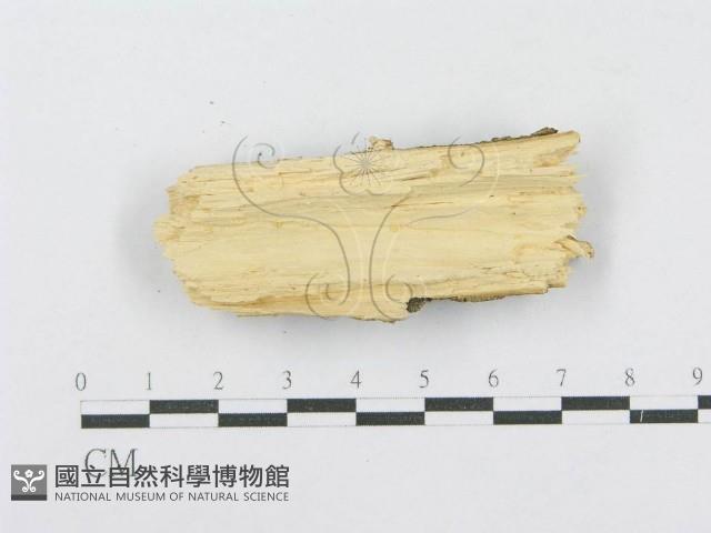 射脈菌屬藏品圖，第3張