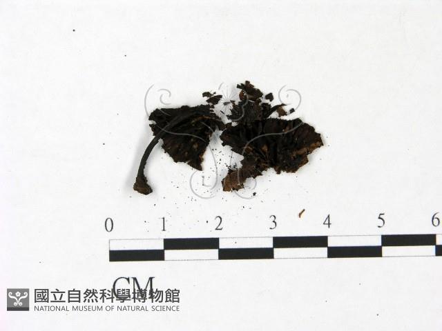 登錄號:F0022943藏品圖，第3張
