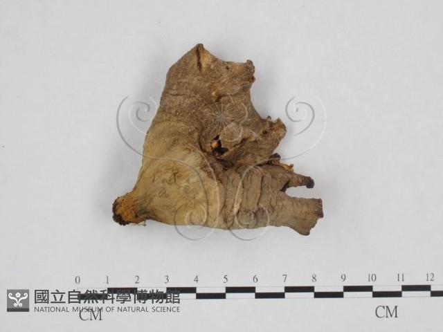 登錄號:F0025943藏品圖，第3張