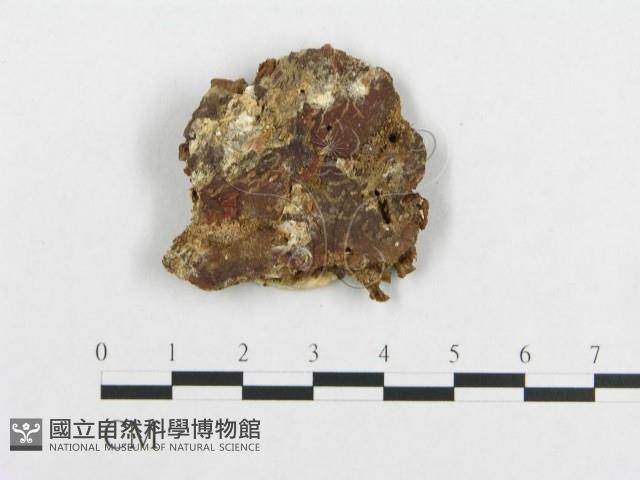登錄號:F0005943藏品圖，第3張