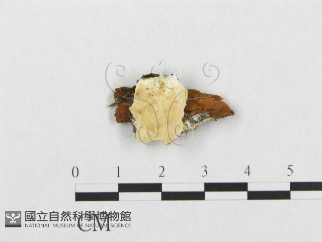 登錄號:F0019943藏品圖，第1張