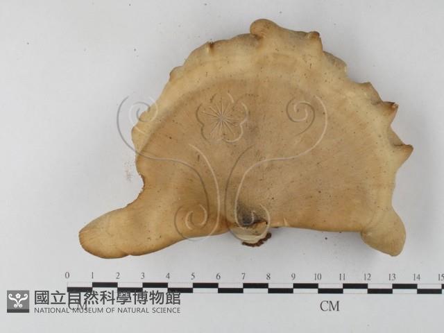 多孔菌屬藏品圖，第3張