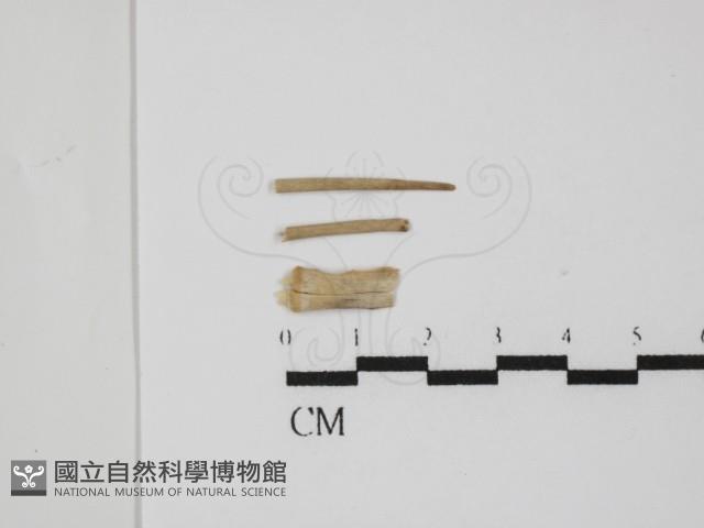 登錄號:F0028643藏品圖，第1張