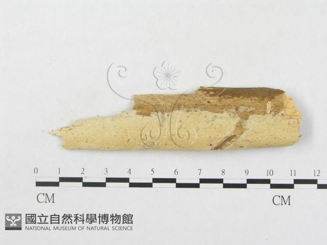 登錄號:F0008643藏品圖，第1張
