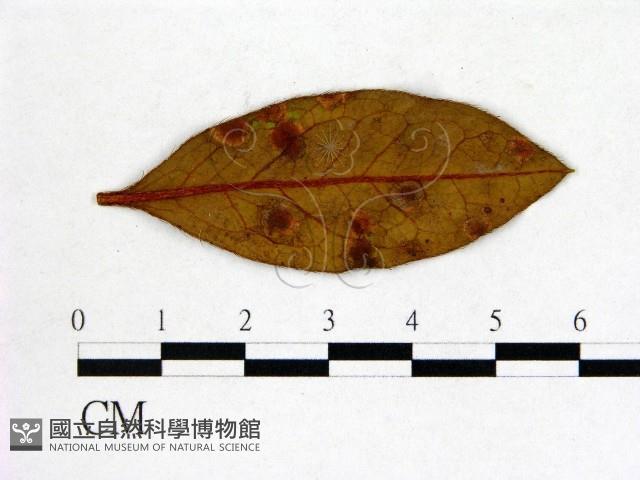 館號:F0020643藏品圖，第3張