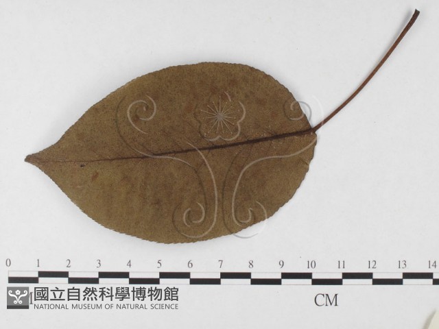 登錄號:F0026643藏品圖，第3張