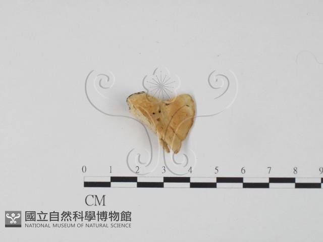 登錄號:F0006643藏品圖，第3張