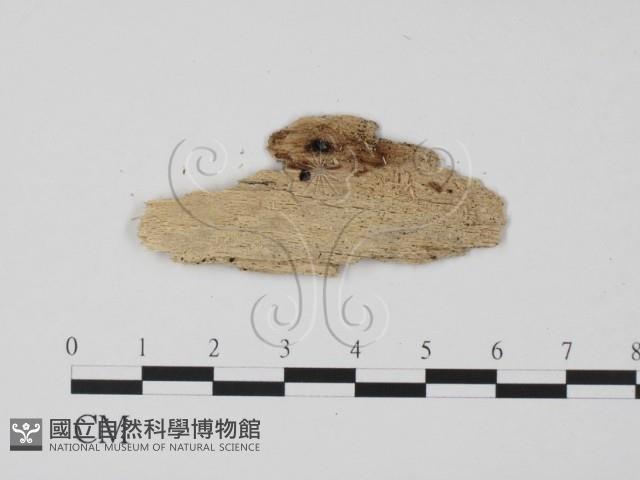 登錄號:F0011643藏品圖，第3張