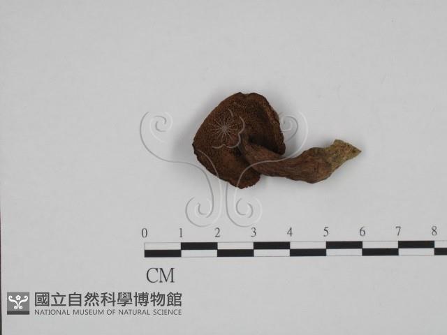 登錄號:F0024643藏品圖，第3張