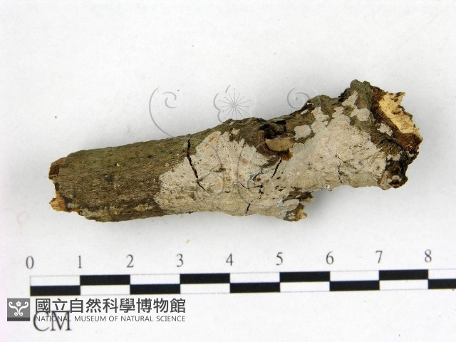 刺皮菌屬藏品圖，第3張