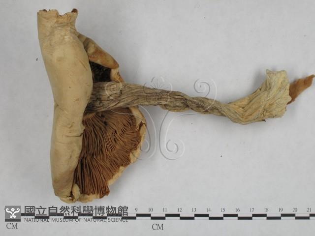 登錄號:F0002643藏品圖，第3張