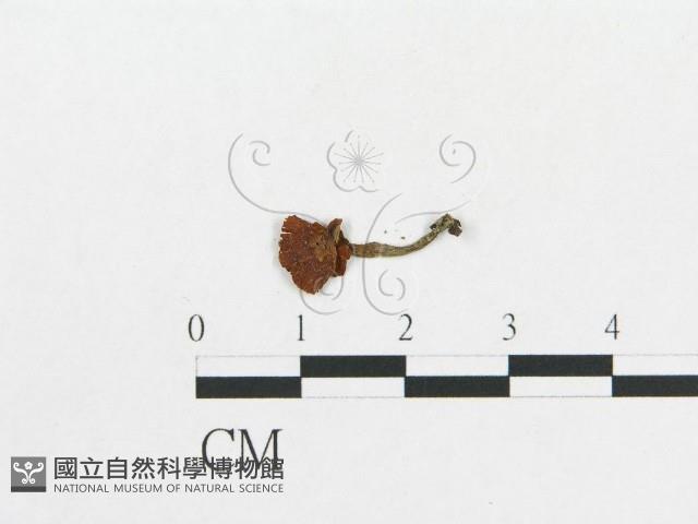 登錄號:F0012643藏品圖，第3張