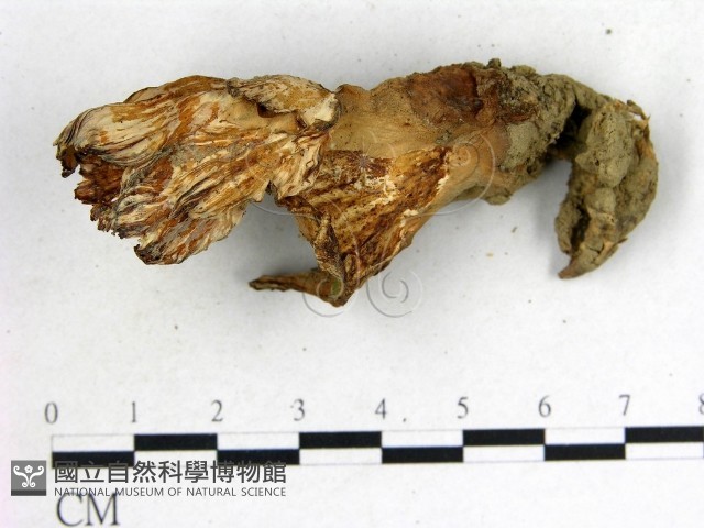 波邊革菌屬藏品圖，第3張