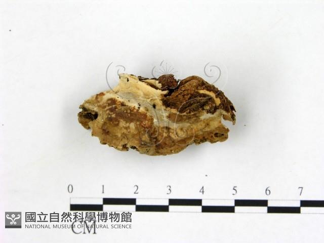 登錄號:F0017643藏品圖，第3張